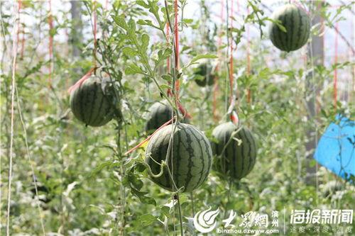 射阳县吃瓜事件视频