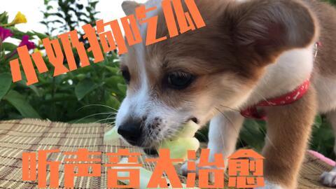 小狗狗吃瓜视频,小狗狗吃瓜视频萌态百出