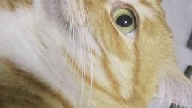 黄瓜猫吃瓜视频大全集,萌宠美食盛宴