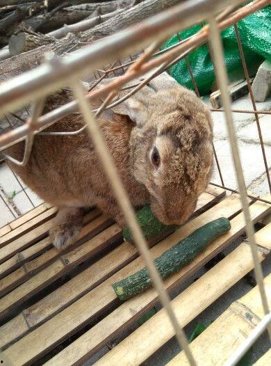 兔子吃小瓜视频教程,兔子吃小瓜视频教程，养兔新手必看