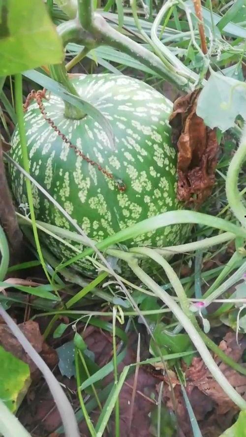 吃瓜能杀死细菌吗视频,揭秘日常小零食的神奇功效