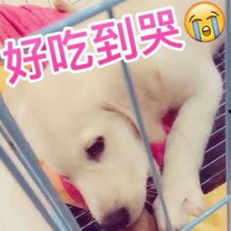 狗瓜儿怎么吃才好吃视频,视频揭秘家常烹饪秘诀