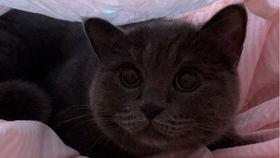 小猫咪吃瓜视频,小猫咪吃瓜视频萌态百出