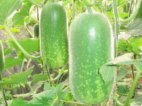 西安教授吃瓜视频大全,趣味横生的校园生活瞬间