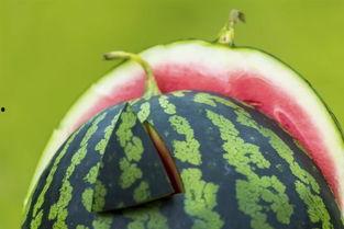 吃瓜要吐籽视频,揭秘视频背后的趣味与智慧