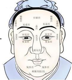 吃瓜的面相图解视频下载