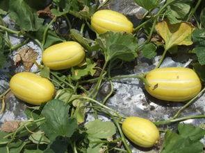 关于桑植吃瓜所有视频,趣味横生的乡村生活瞬间