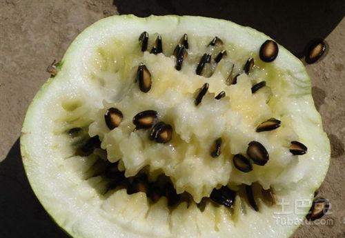 籽瓜怎么吃比较甜呢视频,视频揭秘美味甜食制作方法