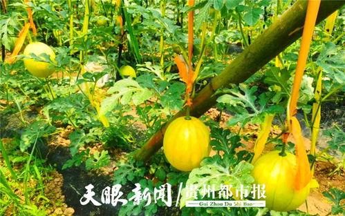 海滩吃瓜视频,揭秘夏日海滩的欢乐时光