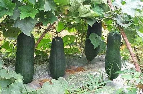 烟台科技吃瓜视频,揭秘科技圈那些鲜为人知的幕后故事