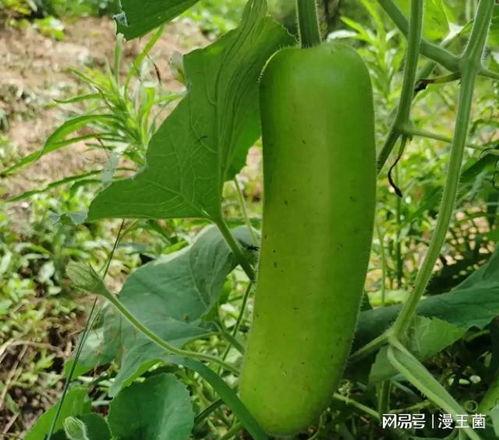 开白花的瓠瓜可以吃吗视频