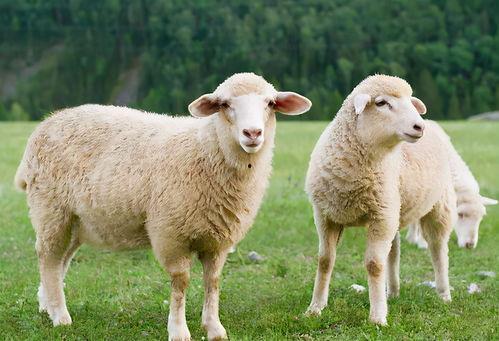 牵羊吃瓜的视频素材大全,趣味视频素材大全集锦