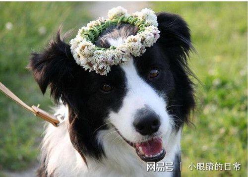 边牧可以吃葫芦瓜吗视频,健康美味两不误