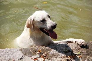 狗会主动吃哈密瓜吗视频,狗狗自发性品尝哈密瓜的趣味瞬间