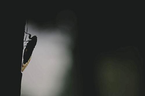 立秋吃秋瓜习俗素材短视频,传统习俗短视频带你领略秋季美食文化