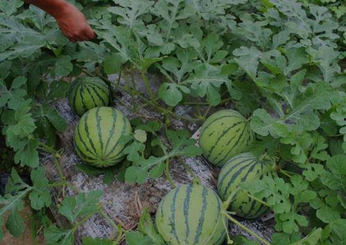 山西介休吃瓜事件视频,一场网络热议的真相追踪