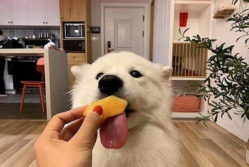 小幼狗可以吃蜜瓜吗视频,揭秘小宠物的健康饮食选择