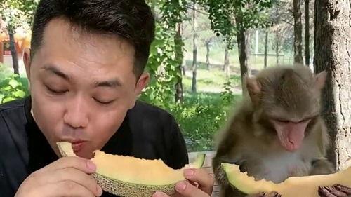 给猴子吃哈密瓜视频,哈密瓜视频里的欢乐时光