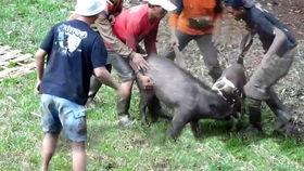 土瓜能给猪吃吗视频大全,土瓜适宜猪食用的视频解析大全