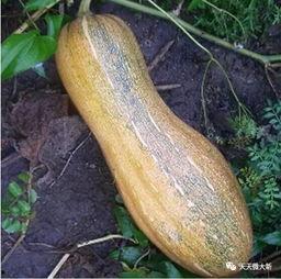 大新县吃瓜视频,揭秘当地特色美食与风土人情