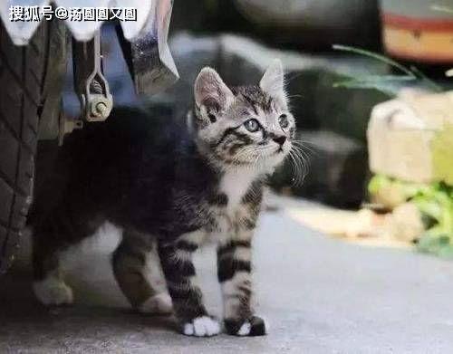 狸花猫吃哈密瓜视频,哈密瓜诱惑下的狸花猫美食之旅