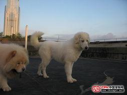 大白熊吃瓜小熊视频,大白熊与吃瓜小熊的欢乐互动瞬间