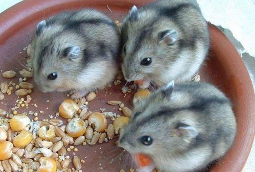 仓鼠可以吃花皮瓜吗视频