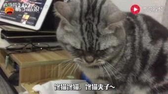爱吃的小馋猫吃瓜视频,揭秘美食背后的故事