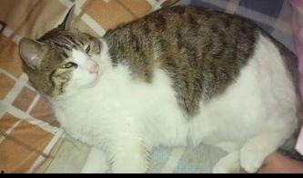 小猫吃瓜群众视频,萌宠版“吃瓜群众”爆笑日常