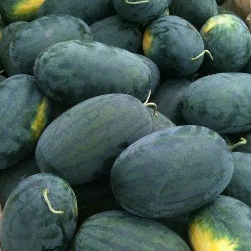 康县二宝吃瓜视频