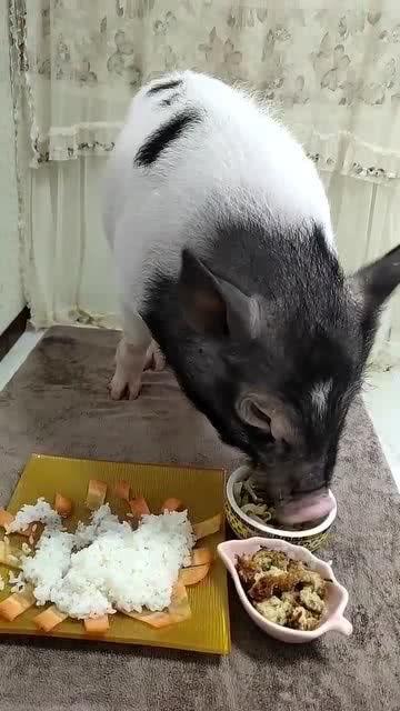 小猪直播间吃瓜视频下载