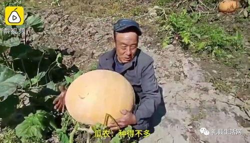 礼县网红吃瓜事件视频最新,一场网络狂欢背后的真相与反思