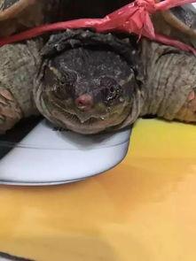 刘大瓜吃乌龟肉视频,引发网友热议