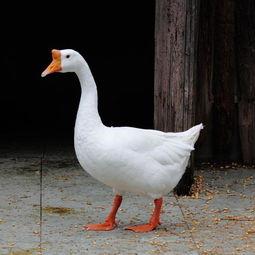 吃瓜鹅第一线视频,揭秘热门事件幕后真相