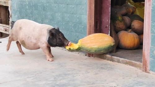 猪吃瓜的视频,猪吃瓜视频走红网络，萌态可掬引网友热议