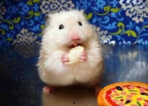 仓鼠可以吃线瓜吗视频,揭秘仓鼠的瓜类美食之旅