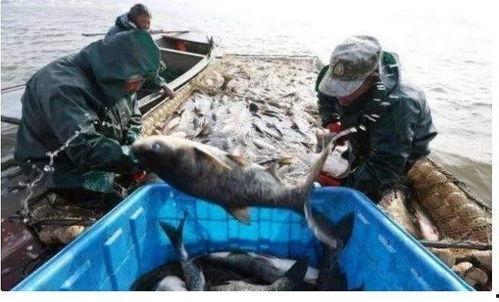 渔民围观军演吃瓜视频,吃瓜群众镜头下的壮观景象