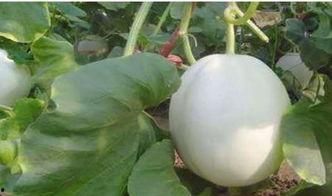 兔子吃白兰瓜吗会死吗视频,兔子食用白兰瓜致命风险揭秘