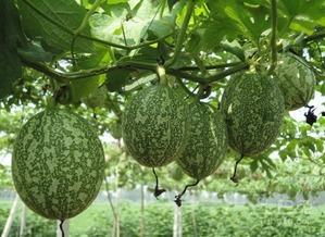 吃瓜视频百科,揭秘网络热门事件的背后真相